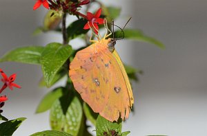 131 2015-01181153b Okeeheelee Nature Center, FL